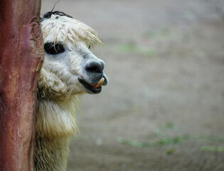 Naklejka premium The funny moment of a cool alpaca hiding with its teeth showing