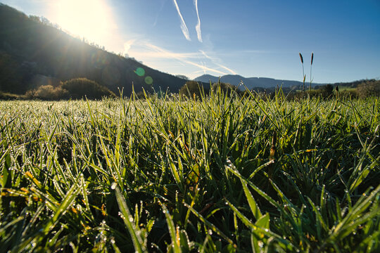 Dewy green meadow in the morning back lighting before mountains.