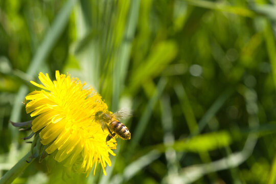 Bee approaching a yellow dandelion flower.