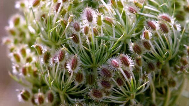 Close up view of wild carrot seed head showing intricate spiky textures and details in bright sunlight.