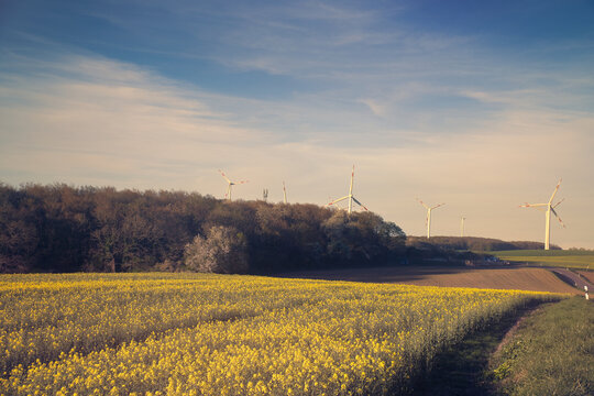 Yellow rapeseed field in front of an autumn forest and wind turbines.