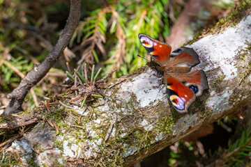 Naklejka premium European peacock butterfly resting on a mossy fallen tree log in a wild forest in Latvia, close up top view