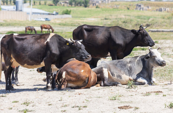 Cows rest in a sunlit, open field