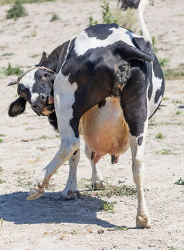 Black and white cow stands on dirt ground