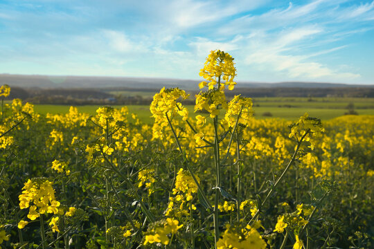 Rapeseed Field in the Evening Sun.