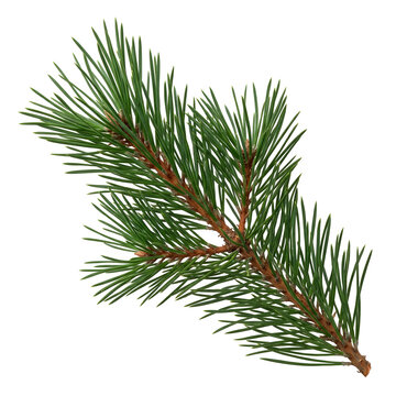 Fresh pine needles branch on white background detailed evergreen foliage for seasonal designs