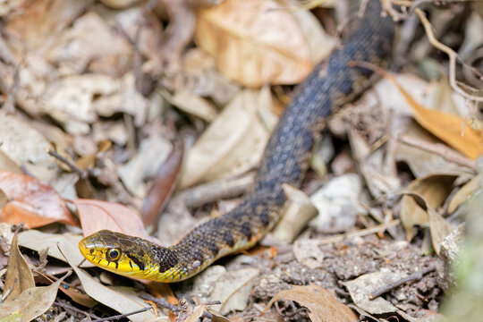 危険動物ヤマカガシ(Tiger keelback)