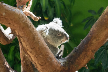 koala in tree © Christopher