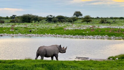 Nosorożec Etosha NP © Ewa