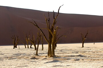 Namib pustynia, deadvlei © Ewa
