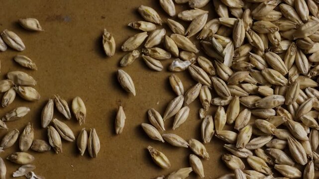 Pale barley malt grains scattered on brown background