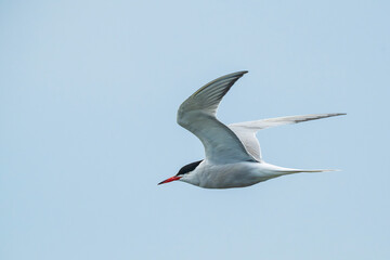 Obraz premium Common tern bird flying against clear blue sky in wild nature, elegant seabird in flight in Latvia