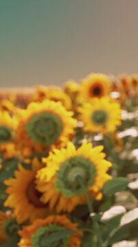 Sunflowers grow in a bright field under the sun during the late afternoon. The flowers stand tall, showcasing their yellow petals and green centers.
