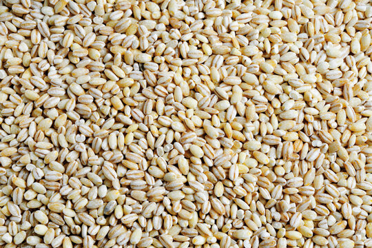 Pot barley, close-up