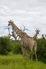 giraffe in the savannah © Ewa