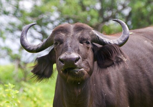 African Buffalo