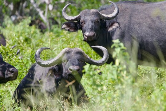 Buffalo Chobe NP