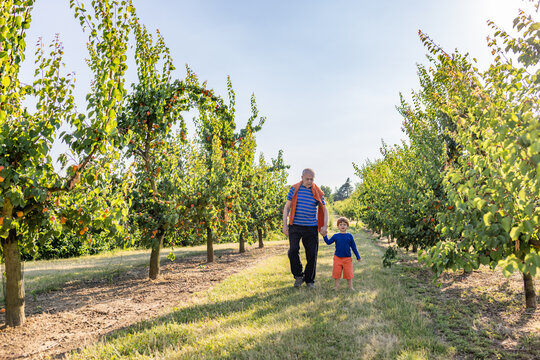 Grandfather and grandson walk through a sunny family apricot orchard