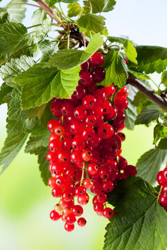 Red currants