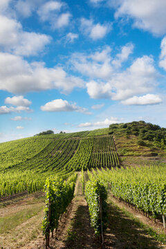 Germany, Rhineland-Palatinate, Vineyards at Nahe valley