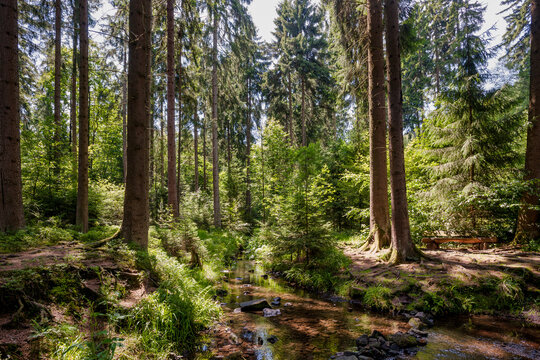 Stream flowing through the Teutoburg Forest in summer