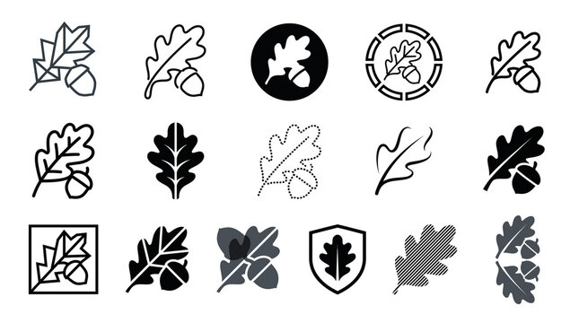 Minimalist oak leaf icons set, black and white acorn symbols, nature graphic collection for branding and web design isolated PNG with Transparent Background