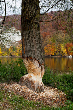 Germany, Bavaria, Weltenburg, Danube, View of tree trunk damaged by Eurasian beaver