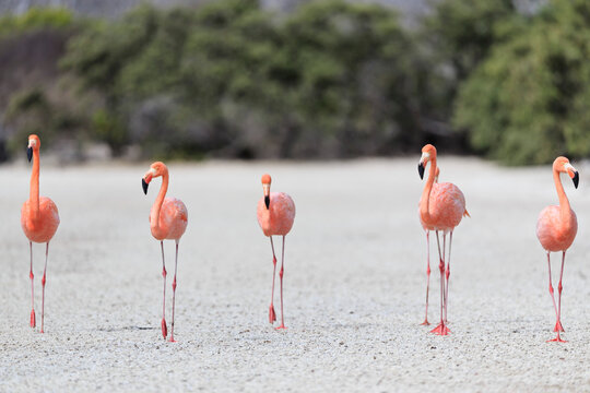 Ecuador, Galapagos Islands, Floreana, Punta Cormorant, six pink flamingos walking in a lagoon