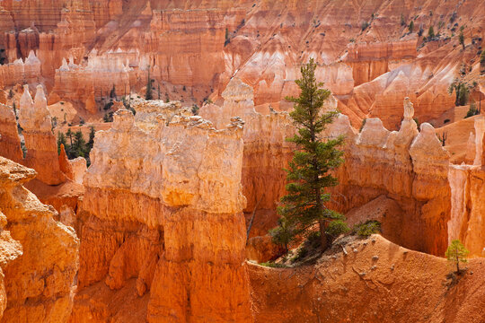 USA, Utah, Bryce Canyon National Park
