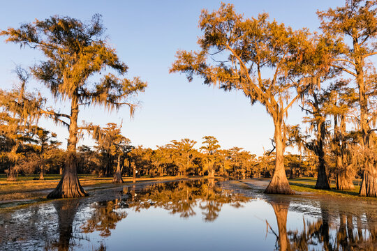USA, Texas, Louisiana, Caddo Lake, bald cypress forest