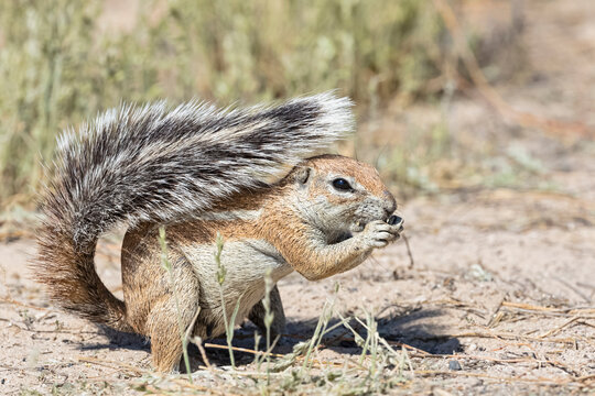 Botswana, Kgalagadi Transfrontier National Park, Mabuasehube Game Reserve, African ground squirrel, Xerus inauris