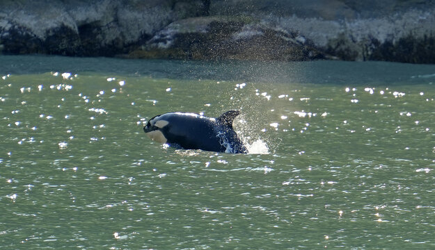 Orcas mit Kalb