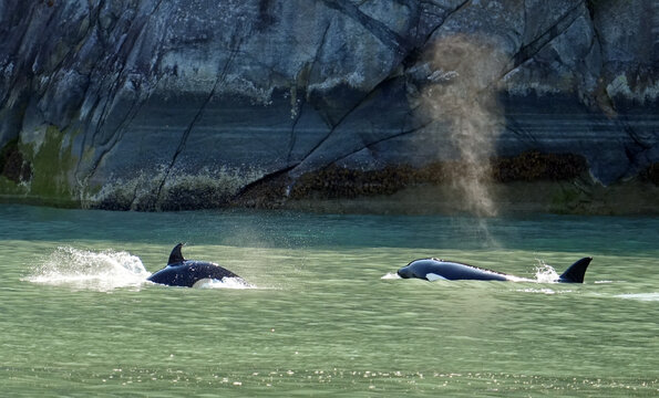 Orcas mit Kalb