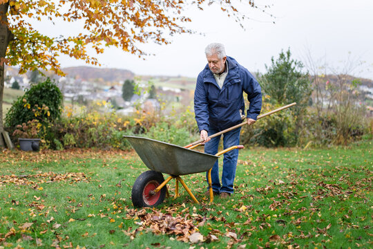 Senior man rakes fallen leaves into a wheelbarrow in the garden