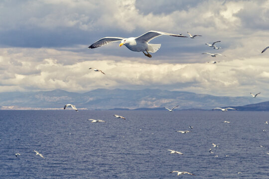 Greece, flying seagulls