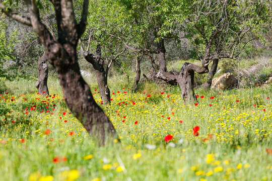 Turkey, Almond trees and poppy flower