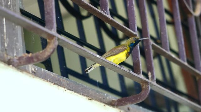 Garden or Olive-backed or Yellow-bellied sunbird perch on iron bars, Small male bird has a panel of purple, blue, and orange feathers beneath its beak
