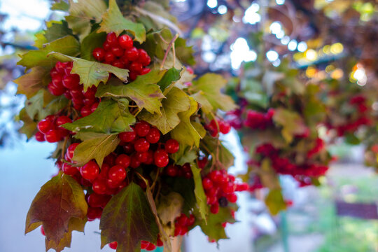 Vibrant Clusters of Ripe Red Viburnum Berries Hanging with Green Leaves in Autumn