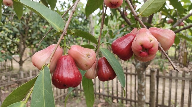 Jambu air water apple fruit hanging from tree branch