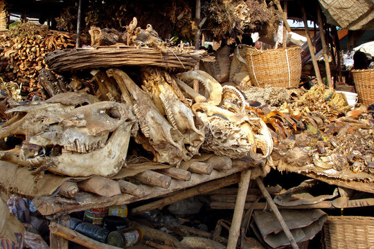 Stall of fetishes in Africa, selling snake and crocodile skin, as well as various animal skulls