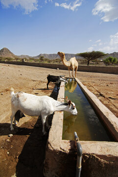 Djibouti, Adaillou, sheeps drinking from water container in the desert