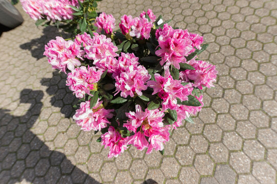 Ein rosa Blumenstrauss - rhododendron