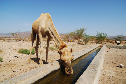 Dibouti, Tadjoura, camel drinking water in the desert