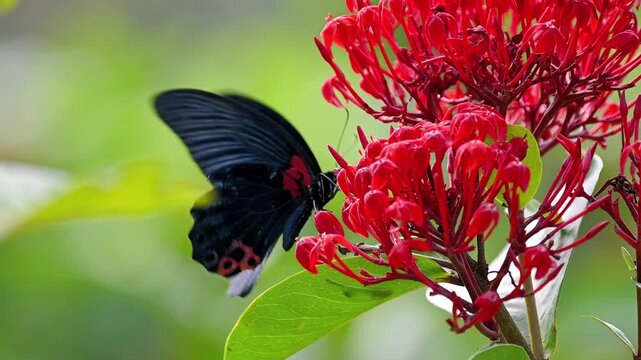 Slow Motion Capture of Great Mormon Moving Slowly and Feeding on Nectar of Red Flower Followed by Another Rice Paper Butterfly Flying Over to Coexist and Feed on Nectar in the Same Flower Cluster