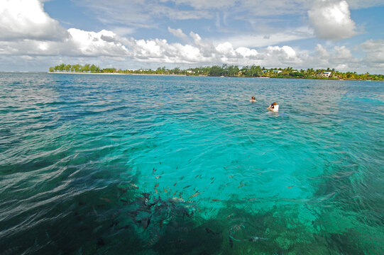 Mauritius, Blue Bay, school of fish, two people swimming in turquoise water against cloudy sky with trees in distant