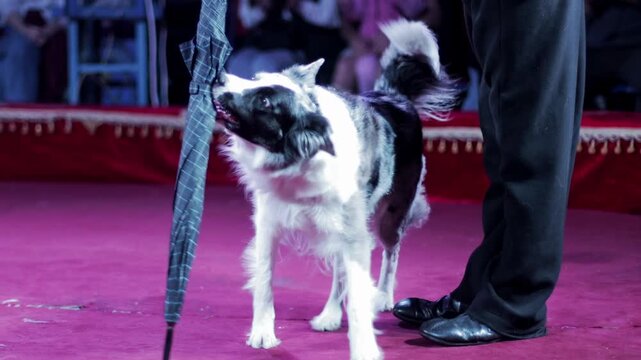 Happy merle border collie dog performs umbrella trick with trainer feet on red stage carpet in circus arena one animal performance close up slow mo
