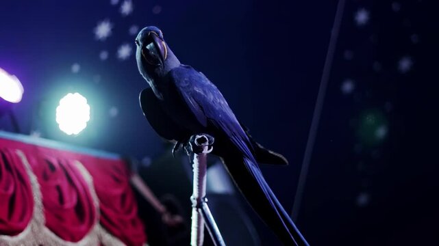 Blue macaw parrot perched on stand, looking at camera, performing on circus stage with dark background, bright spotlights, star-like decor, and red curtain slow motion