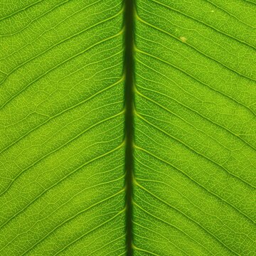 Close up image of a bright green leaf showing the intricate network of veins and fine capillaries running through the natural surface ,intricate ,plant ,nature