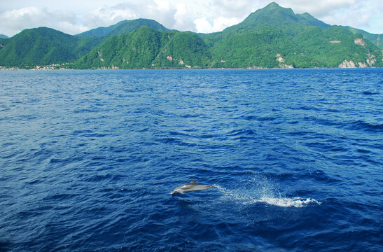 Dominica, Roseau, dolphins swimming in the blue sea