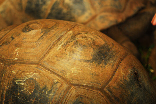 Mauritius, Chamarel, detail of three tortoise shells in a row